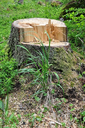 Tree stump in forest
