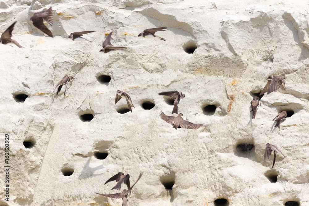 Uferschwalben im Anflug auf Bruthöhlen Uferschwalben im Anflug auf Bruthöhlen