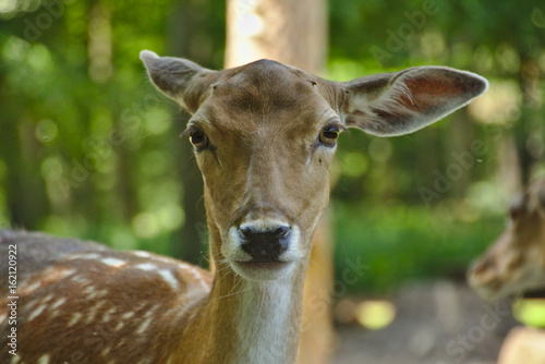 Reh schaut nach vorn