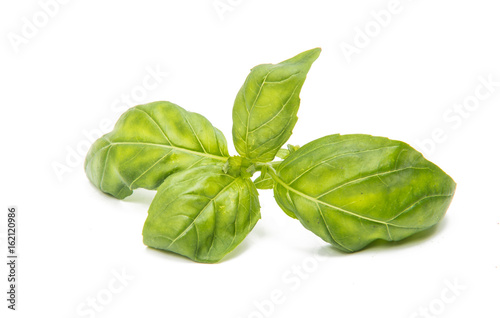 Basil isolated