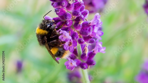 Close-up of bee on flower © TreasureGalore