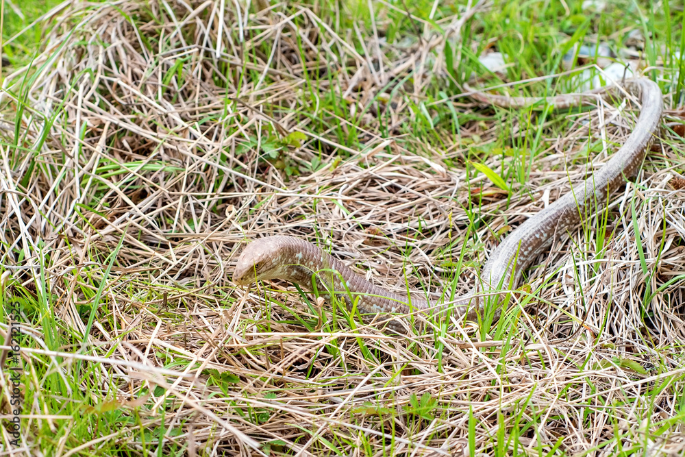 Fototapeta premium Sheltopusik legless lizard or Pseudopus apodus
