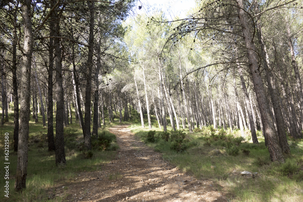 Obraz premium Around the village of Pina de Montalgrao in Castellon