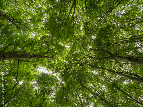 treetops with fresh green leaves in the beechwood forest