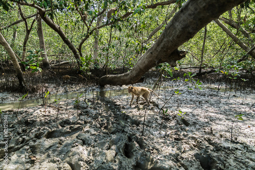 monkey live in Mangrove forest in thailand