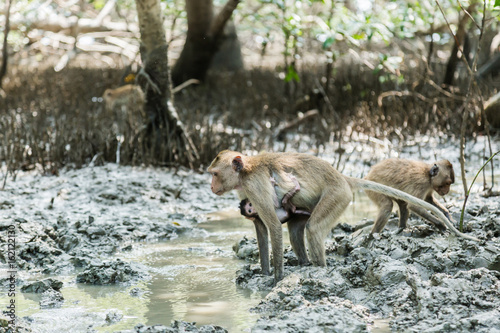 monkey live in Mangrove forest in thailand