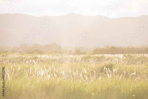 Grass fields and sunrise