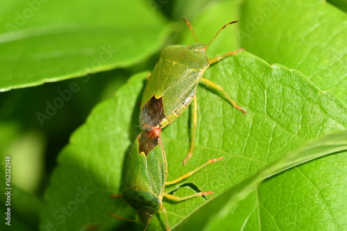 hidden grasshoppers insects on the grass