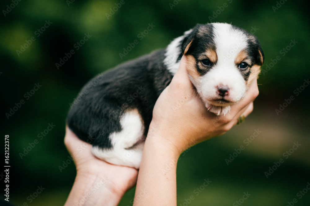 Close up of women hands with red nails holding little black with white stains lonely sad puppy on green abstract background outdoor at nature. Innocent mammal. New Life. Homeless dog. Furry animal.