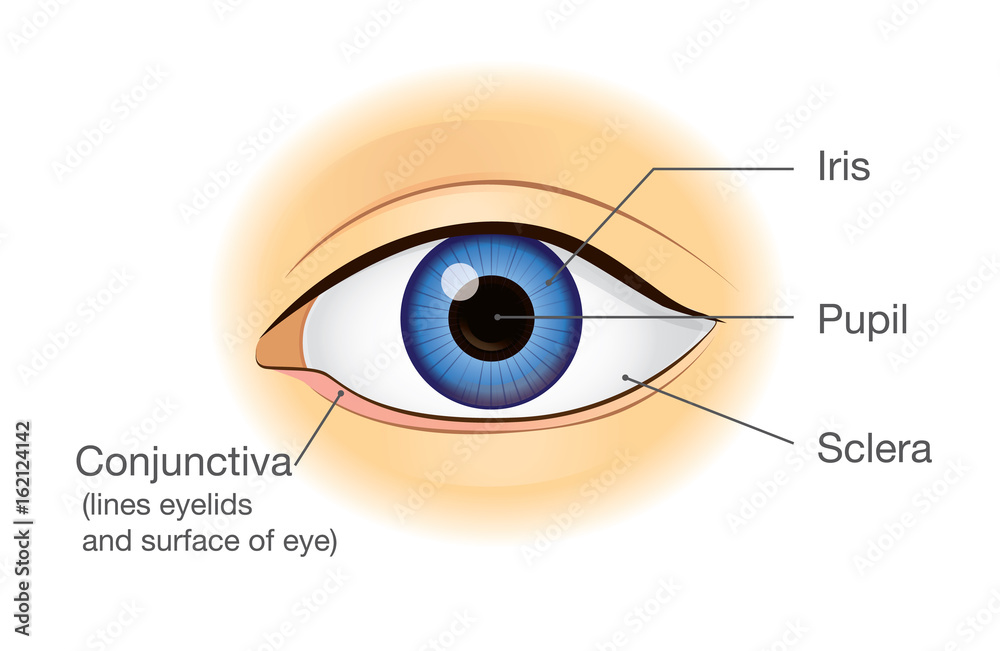 Human eye anatomy in front view. Illustration about physical.
Human eye anatomy in front view. Illustration about physical.