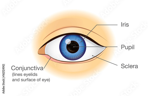 Human eye anatomy in front view. Illustration about physical.
