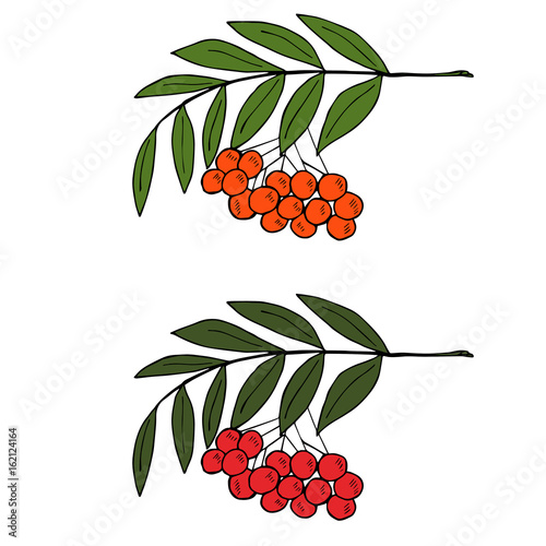 sketch rowan branch with berries, liner, in color