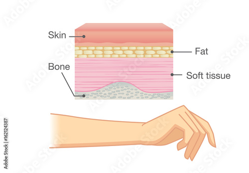 Anatomy of Human Skin layer and arm isolated on white. Ideal for medical Illustration and science.