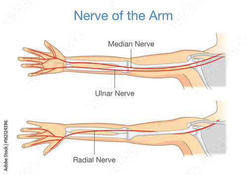 Nerve of the arm in back and front side. Illustration about human Anatomy.