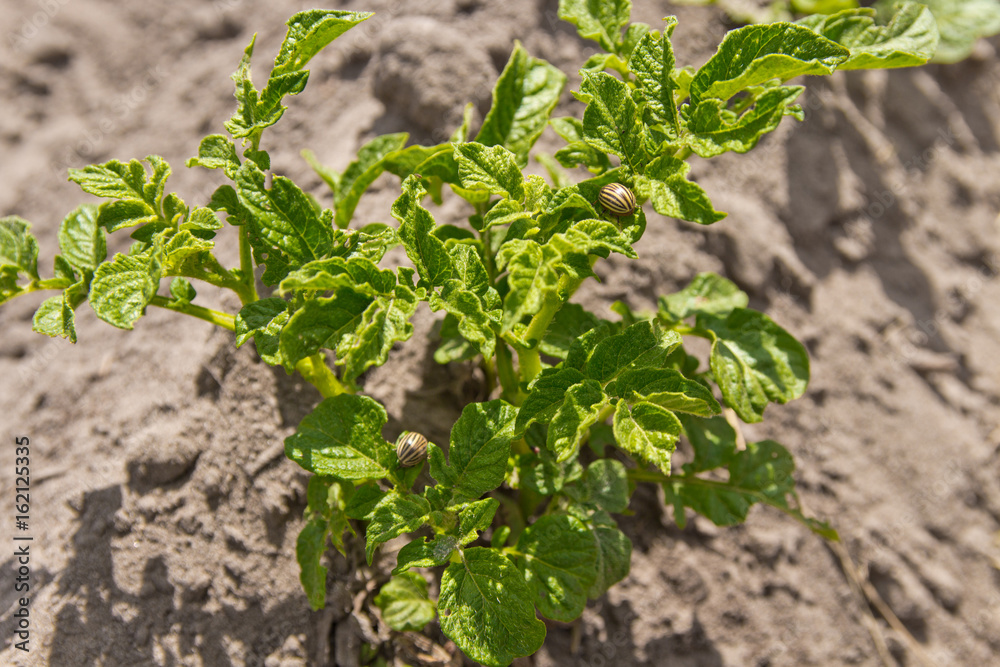 Feeding larvae of the Colorado potato beetle on potato leaf Feeding larvae of the Colorado potato beetle on potato leaf