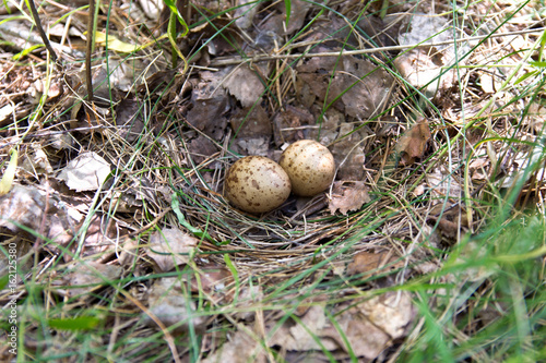 Quail eggs in the nest in their natural habitat, in the woods.