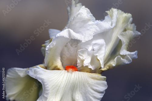 Iris closeup