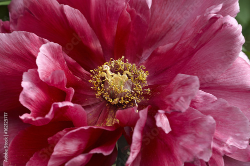 Tree peony photo