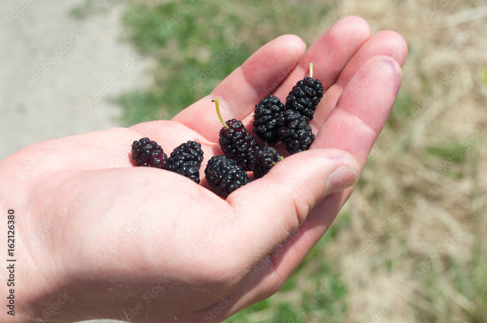 A man hand holding fresh black mulberry fruits outside A man hand holding fresh black mulberry fruits outside
