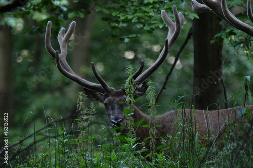 herd of stag and deers on the meadow grazing 