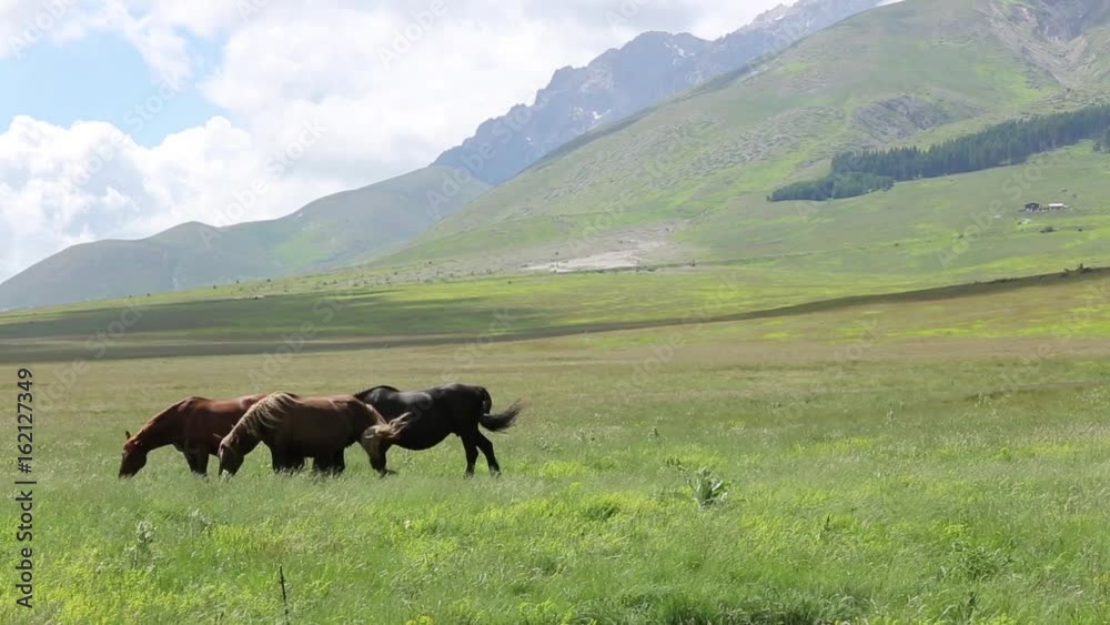 Free horses at the grazing, Gran Sasso, Italy Free horses at the grazing, Gran Sasso, Italy