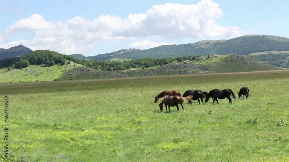 Free horses at the grazing, Gran Sasso, Italy Free horses at the grazing, Gran Sasso, Italy