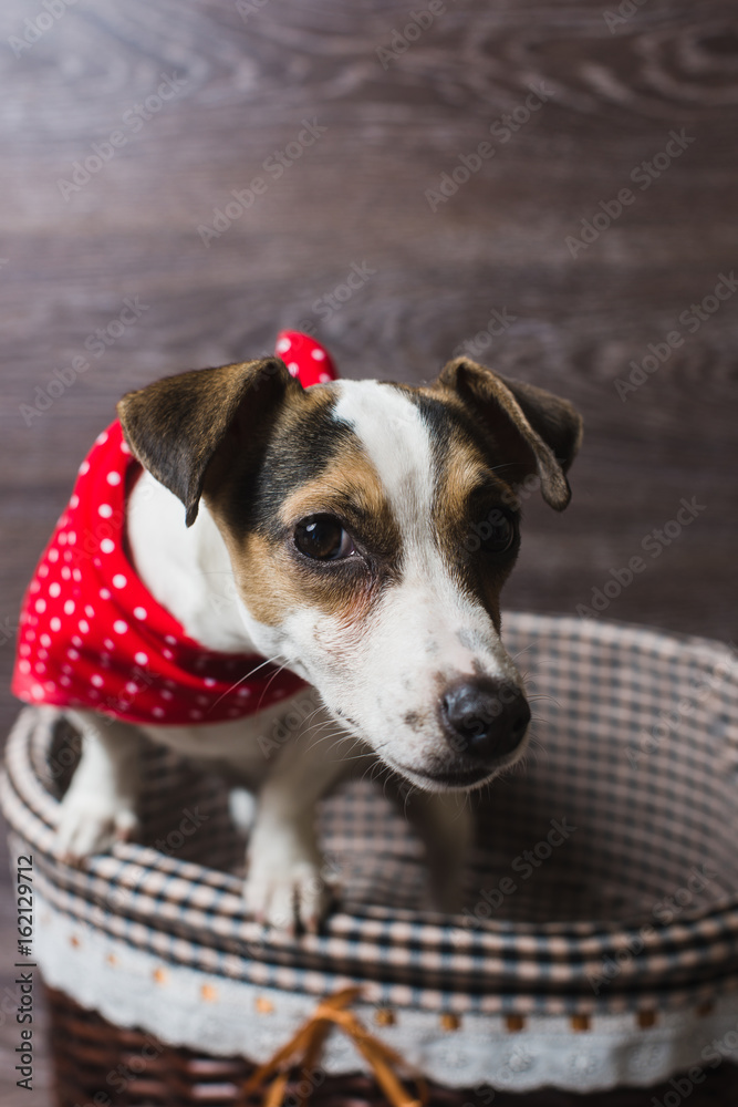 Jack Russell Terrier in brown basket. Dog in a trendy red bandana. The dog  looks at the camera. Dark wooden background. Stock Photo | Adobe Stock