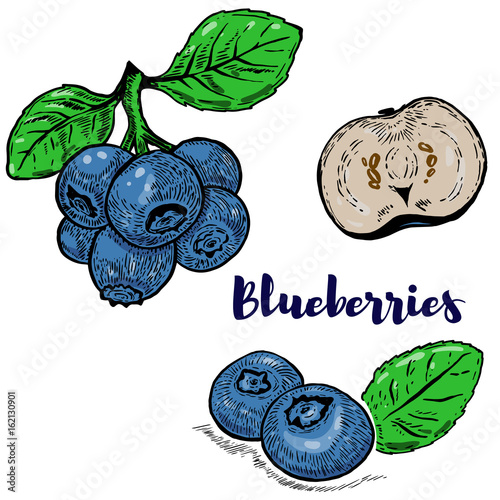 Set of colorful blueberries illustrations isolated on white background. Design elements for poster, menu. Vector illustration