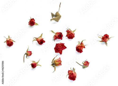oil draw red rose, dry fall fowers isolated element