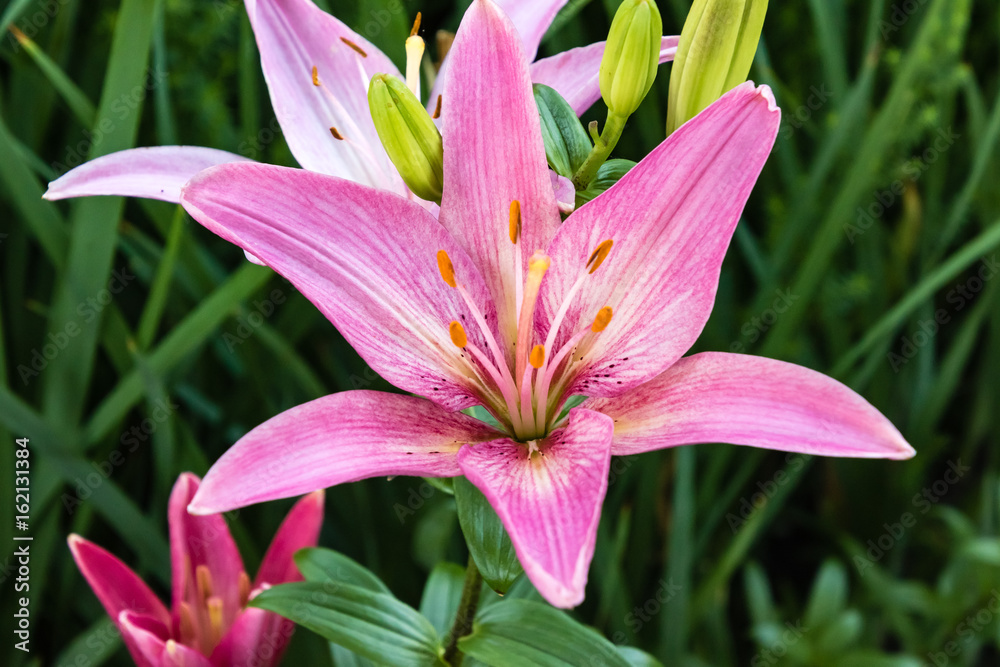 vibrant pink lily opened completely to start the day