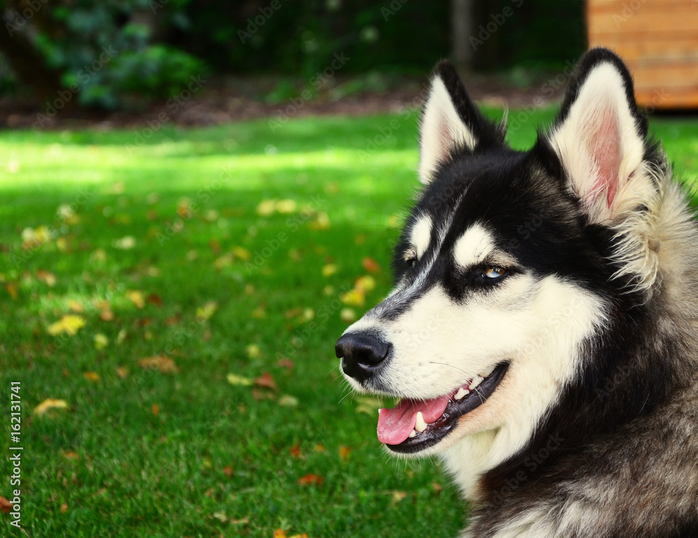 Siberian Husky smiling and panting in summer Siberian Husky smiling and panting in summer