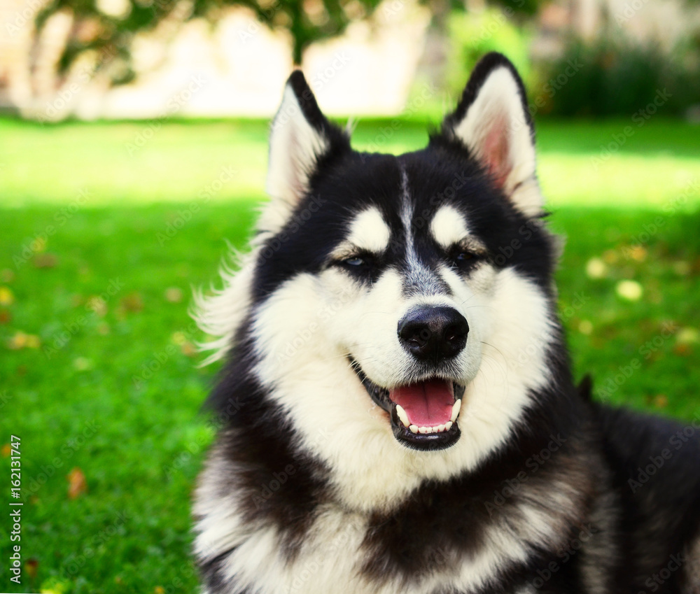 Siberian Husky smiling and panting in summer, eyes half closed