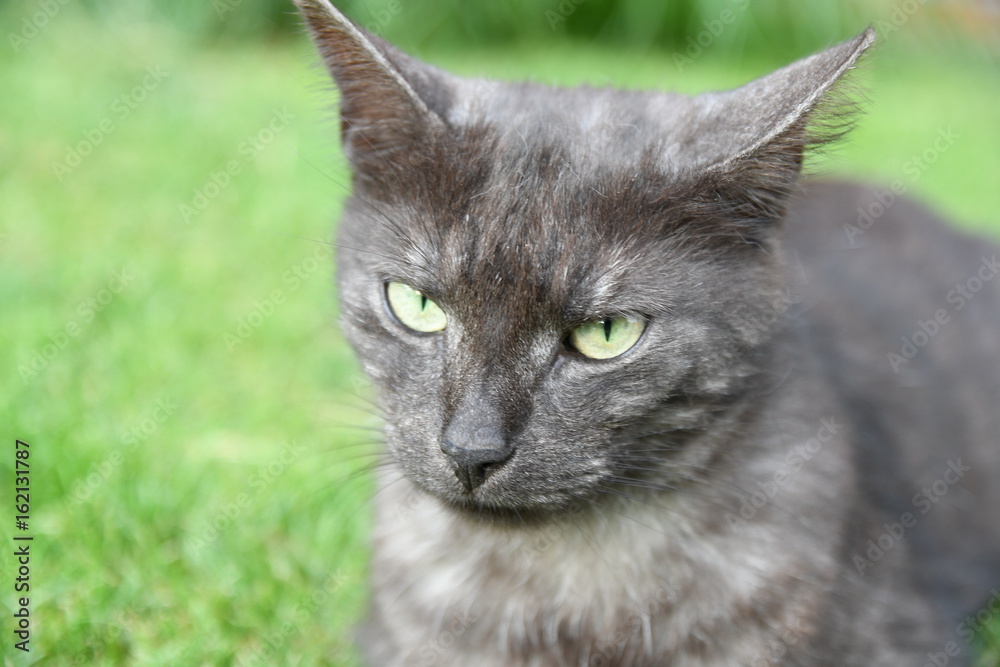 Obraz premium black domestic cat lying in the grass