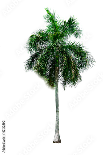 Palm tree white background isolate natural beautifu object