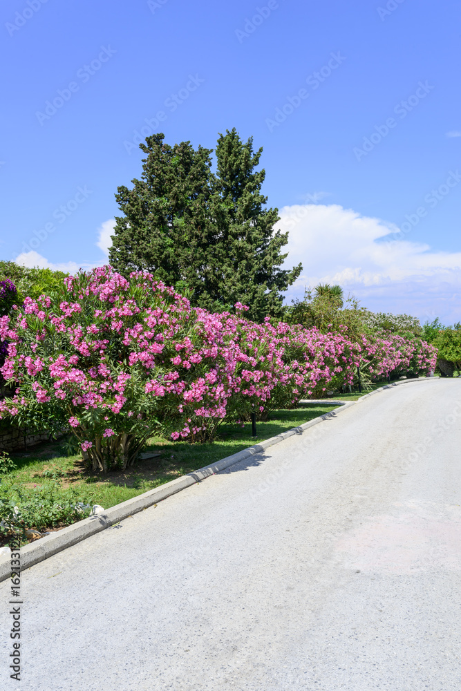 Street with oleander flowers On the island of Corfu, Greece