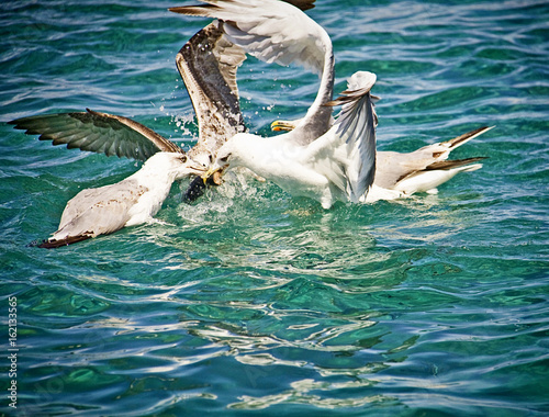 Hungry seagulls fighting for food midair on the sea water