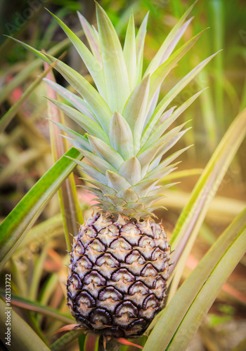 Pineapple tropical fruit growing in garden. space for texture