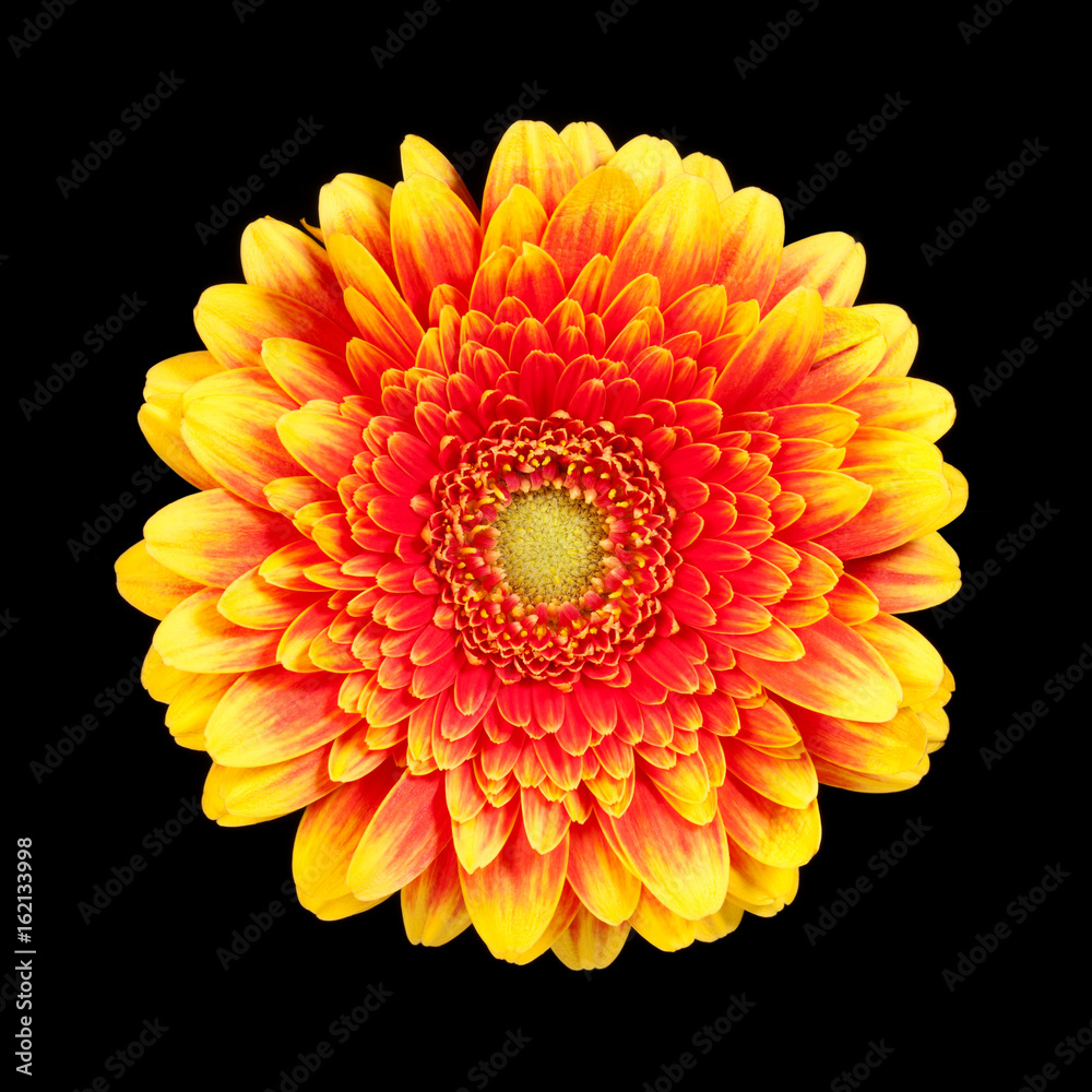 Yellow with red gerbera flower on a white background, top view. Yellow with red gerbera flower on a white background, top view.