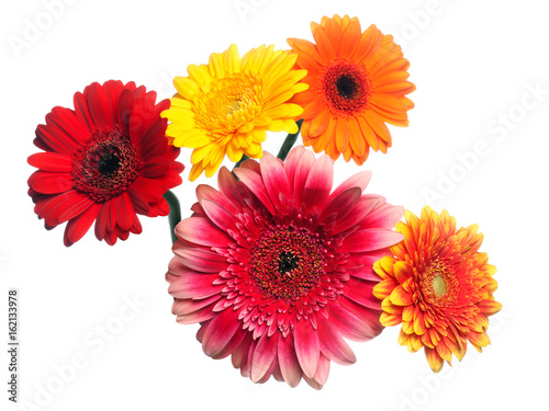 Blossoms of colorful Gerbera flowers in various colors isolated on white background