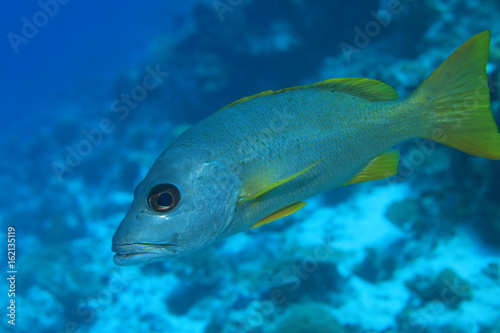 One-spot snapper fish