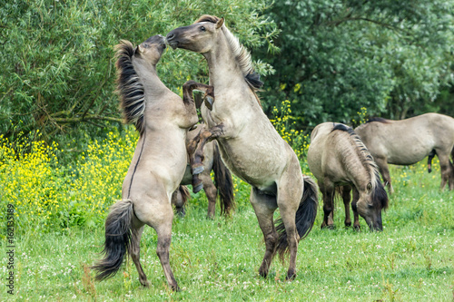 Konik horses fighting in the Oostvaardersplassen, reserve in the Netherlands photo