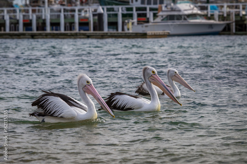 Three pelicans on the water looking to the right with pier in the background