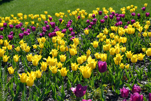 Field of yellow and purple tulips