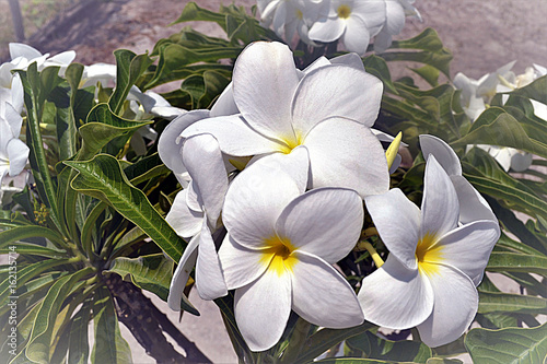 Beautiful White Flowers