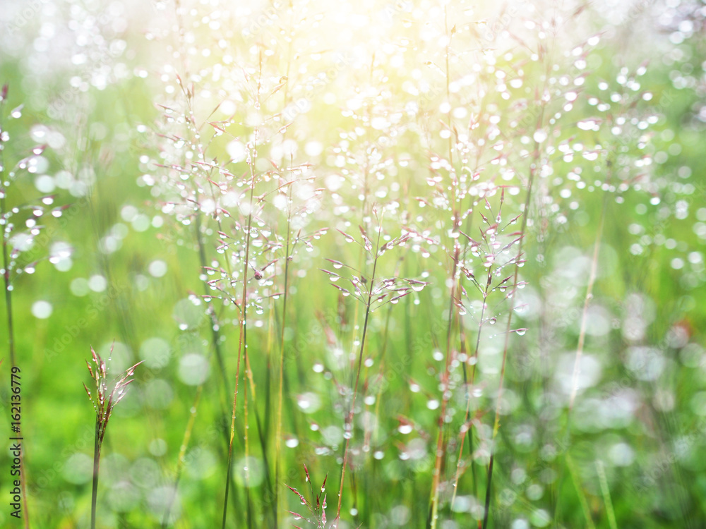 grass meadow with water drops after raining