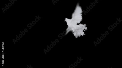 Flying dove in slow motion on Alpha Channel