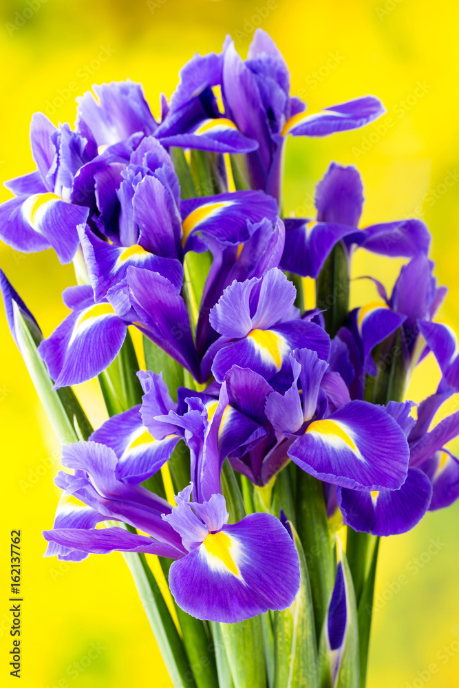 Purple iris flower on the yellow background. Purple iris flower on the yellow background.