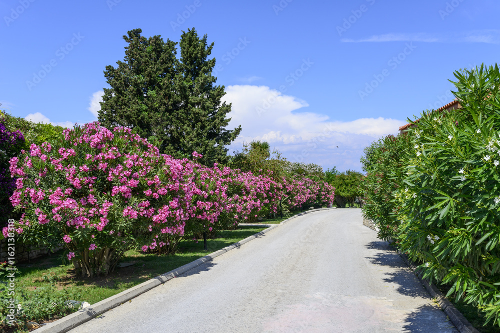 Street with oleander flowers On the island of Corfu, Greece