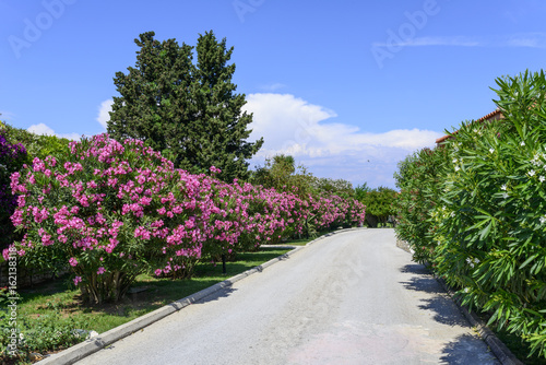 Street with oleander flowers On the island of Corfu  Greece