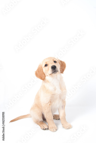 Hund, Golden Retriever Welpe mit niedlichem Blick schaut nach oben